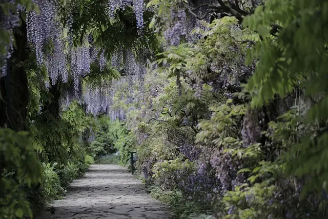 Cómo elegir las mejores plantas para tu jardín de sombra