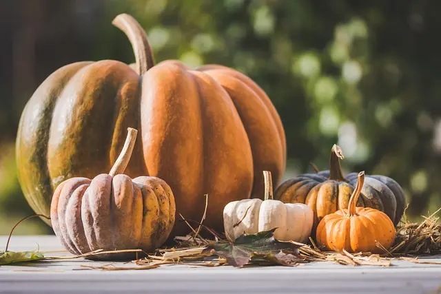 Guide Complet sur les Légumes de Saison : Semis et Entretien