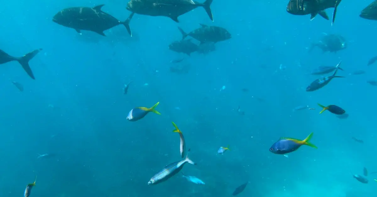 Les Poissons Migrateurs : Un Voyage Fascinant À Travers Les Océans