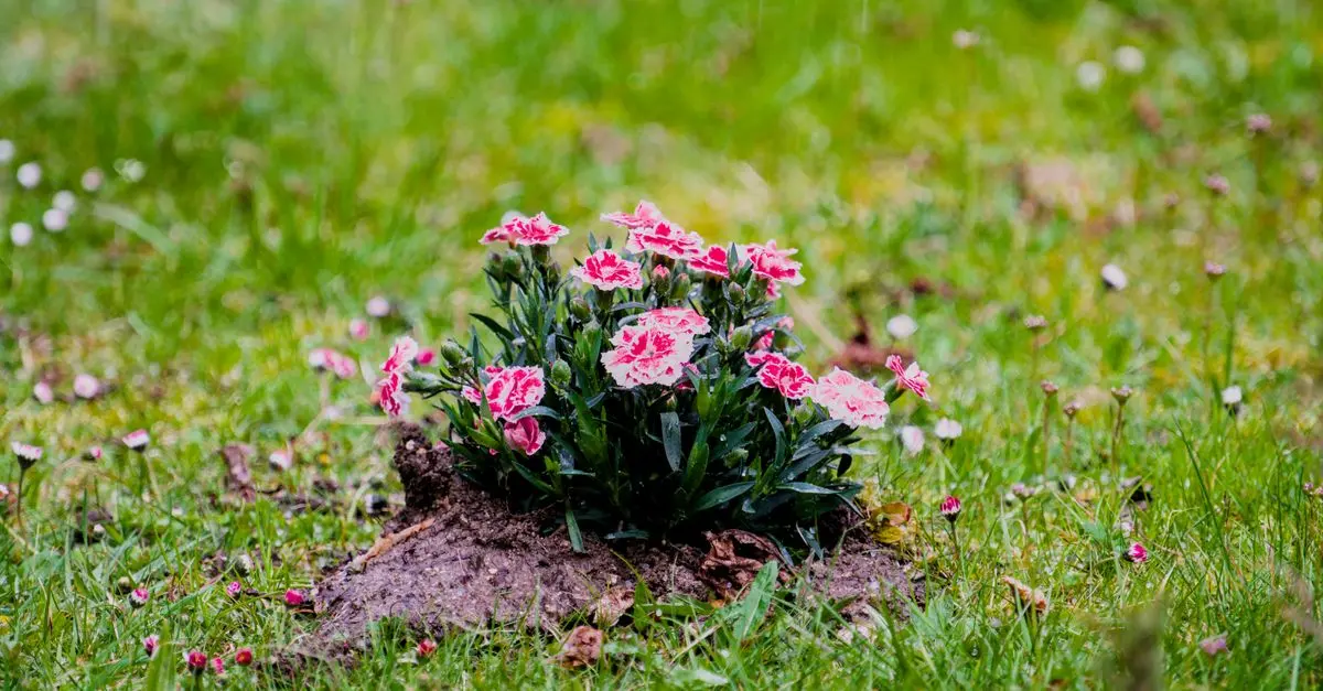Comment créer un jardin biodiverse et résilient