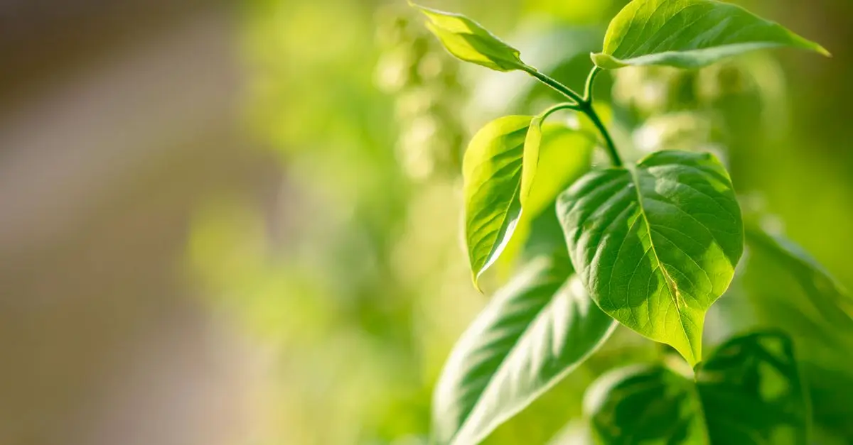 Comment choisir un toner écologique adapté à vos besoins