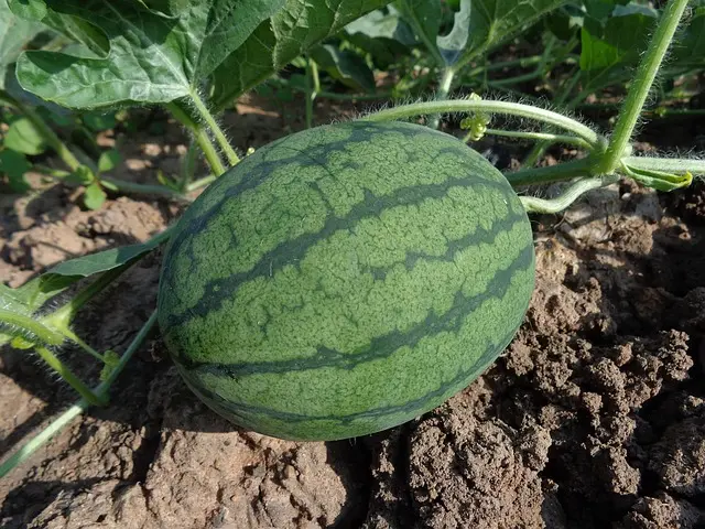 Les fruits de saison : Pourquoi favoriser la consommation locale ?