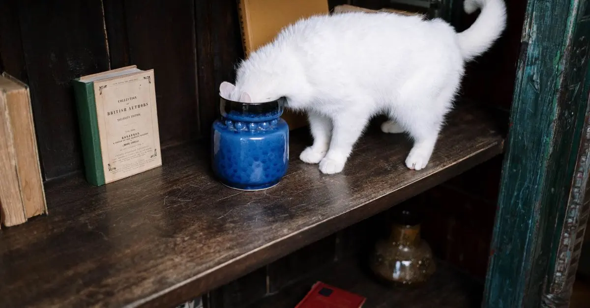 Comment adapter l'alimentation pour un chat âgé