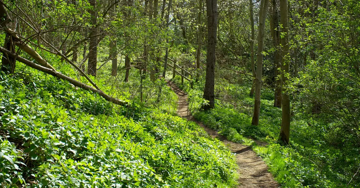 10 Activités de Loisirs Écologiques à Tester au Royaume-Uni
