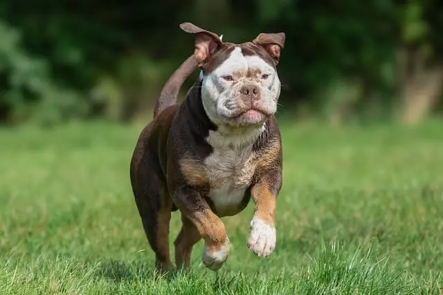 Top 10 Pet Care Tips for Happy and Healthy Pets