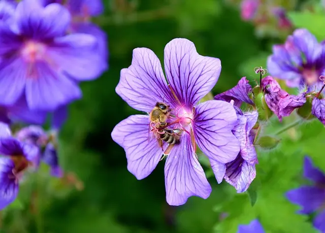 Comment créer un jardin sauvage qui attire la biodiversité