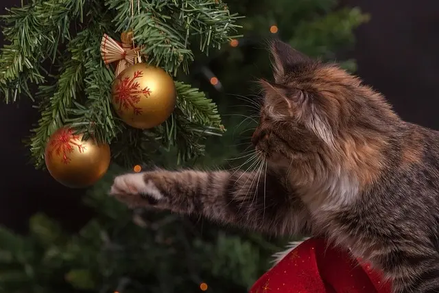 Les Traditions de Noël à Découvrir en Famille