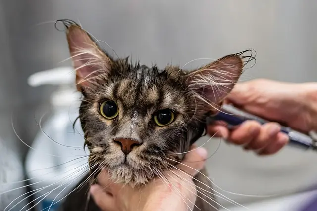 Best Pet Grooming Tools: Make the Right Choice