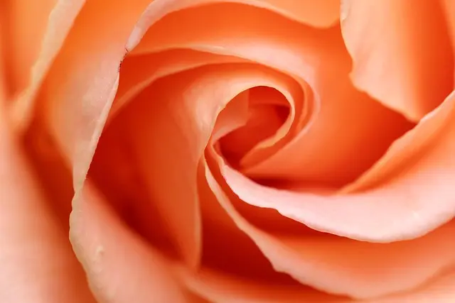 Comment Cultiver un Jardin de Fleurs Comestibles : Guide Pratique