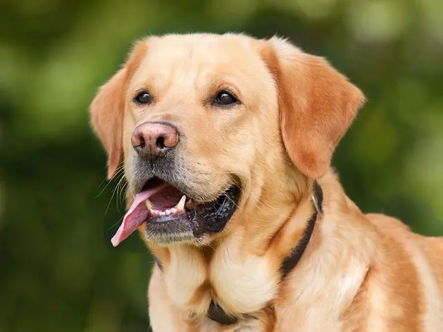 How to Establish a Thriving Pet-Friendly Network in Your Neighborhood