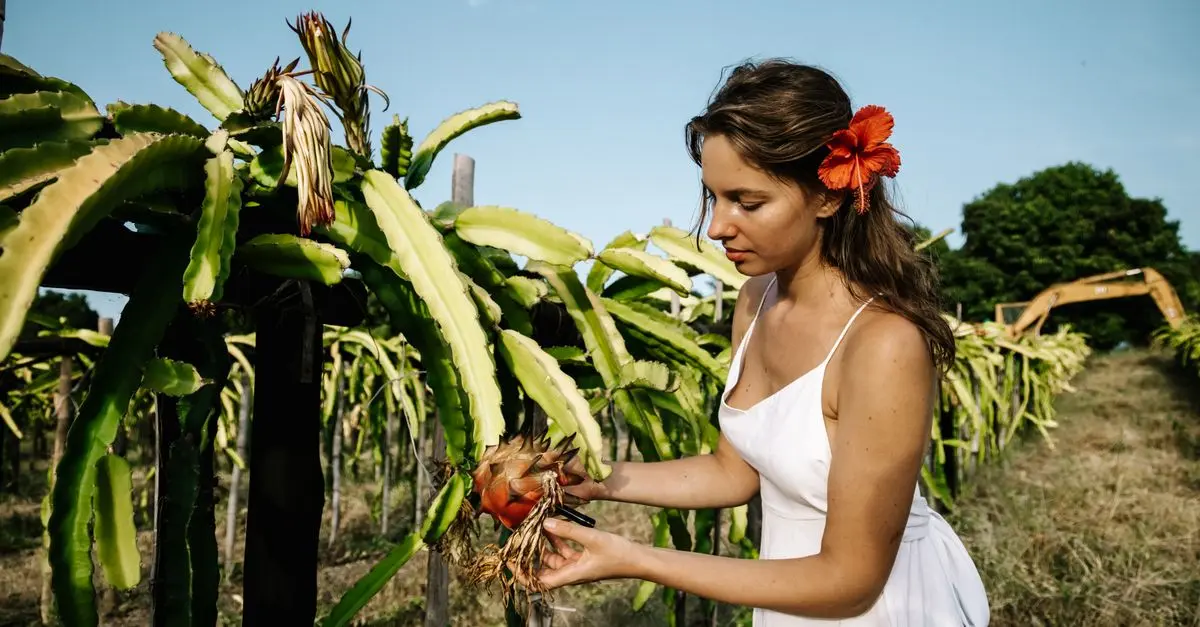 Guide d'achat accessoires pour récolte de fruits tropicaux