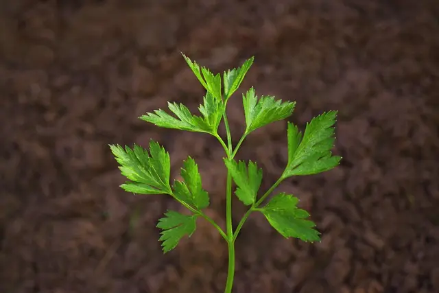 Les meilleures pratiques pour un jardin bio réussi
