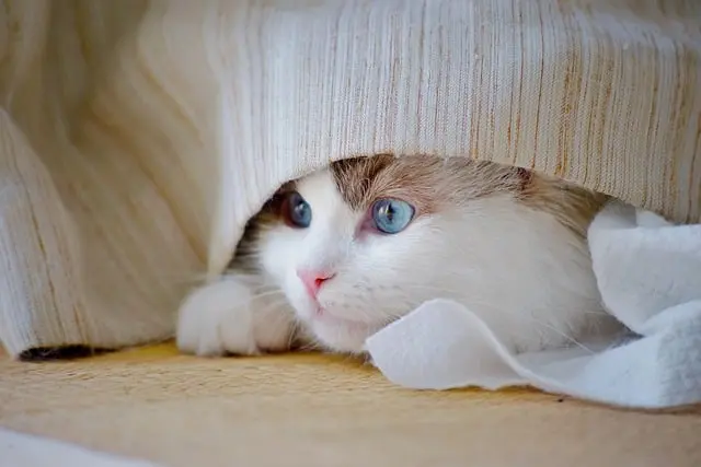 10 Essential Tips for Creating an Enriching Environment for Your Cat