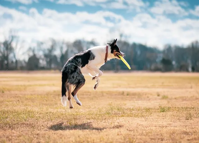 How to Choose the Right Activities for Your Pet's Well-Being
