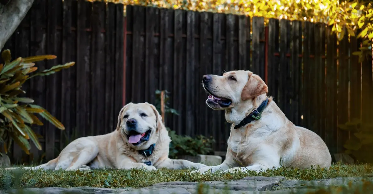 10 Best Practices for Ensuring Pet Wellbeing