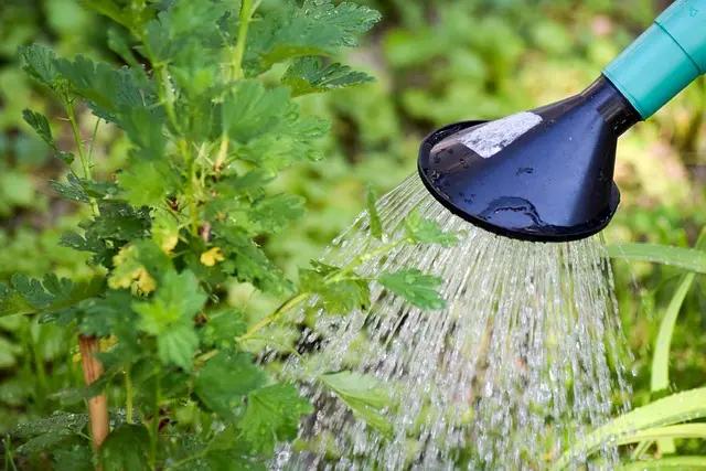 Les erreurs à éviter pour un système d'irrigation efficace