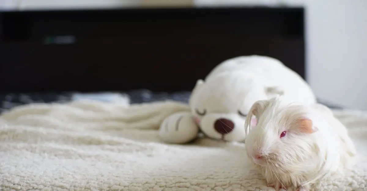 How to Create a Cozy Habitat for Your Pet