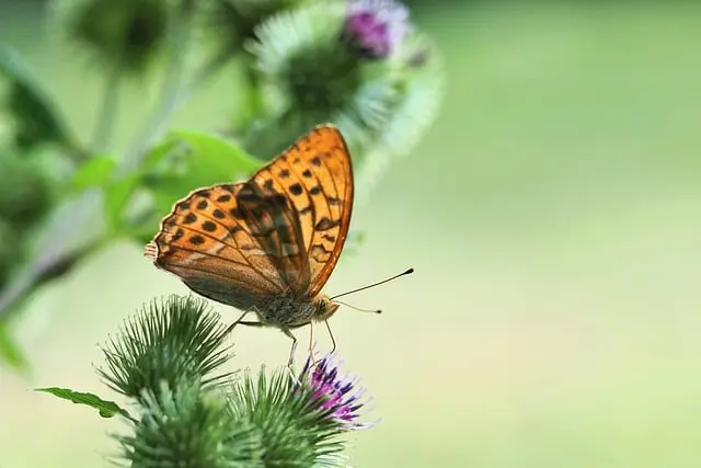 Cómo crear un jardín de flores silvestres: guía completa