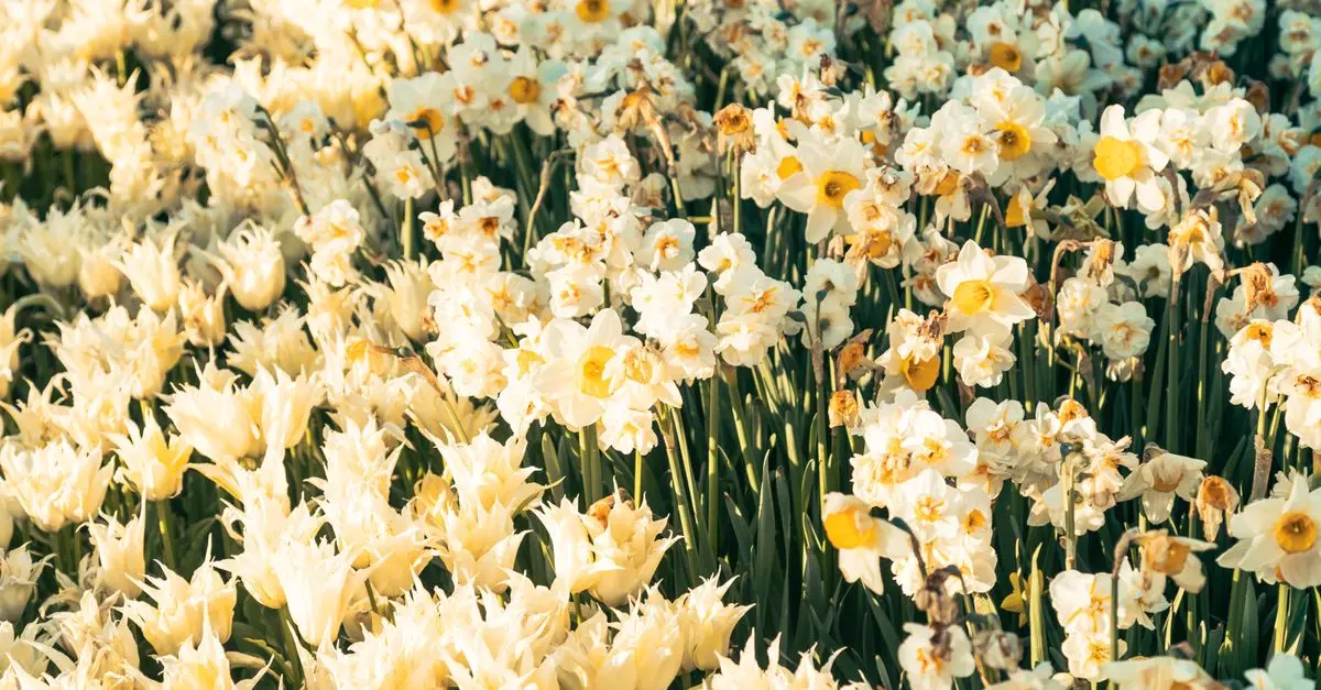 10 Plantes Indispensables pour un Jardin Printanier Éclatant