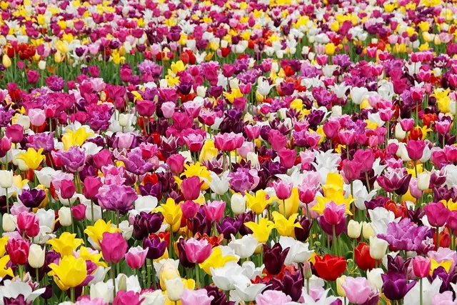 Cómo cultivar un jardín de flores silvestres: guía práctica