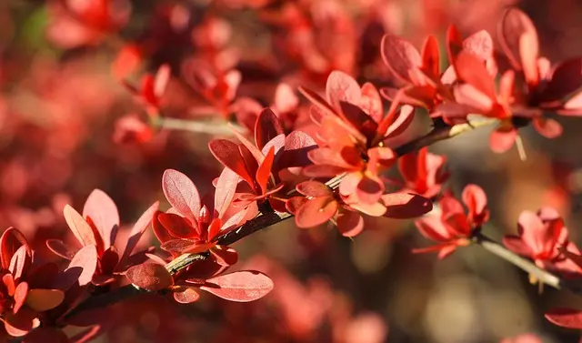 Comment créer un jardin vertical DIY avec des matériaux recyclés