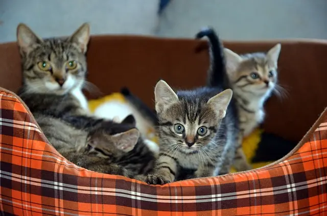 The Essential Guide to Understanding Pet Happiness