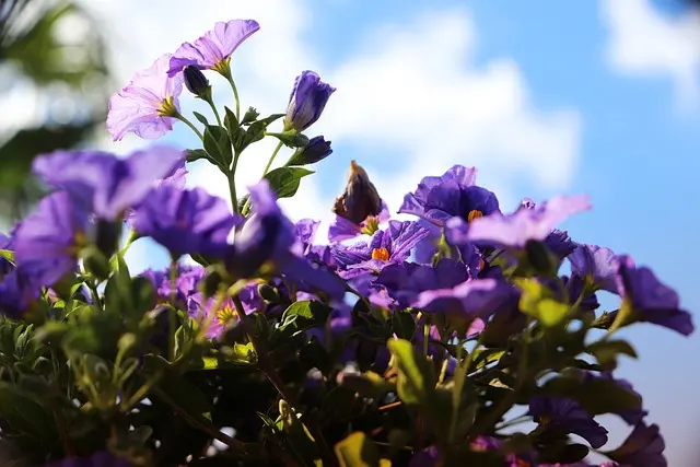 Les Meilleures Plantes pour un Jardin d'Été Éclatant