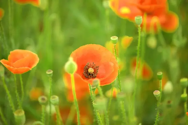 Cómo Crear un Jardín Vertical Espectacular en Casa