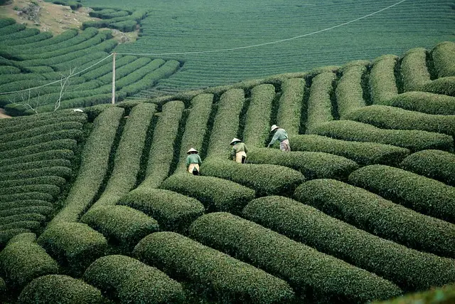 Guide d'achat : Parfums inspirés par la nature