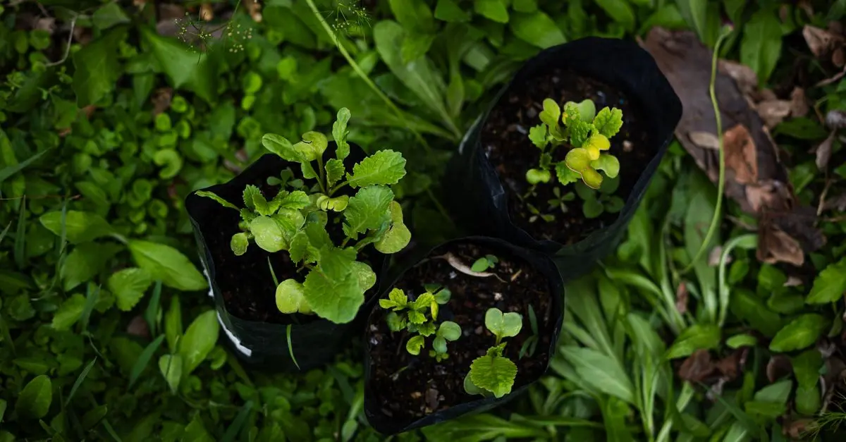 Guide Pratique pour Semer des Légumes Faciles