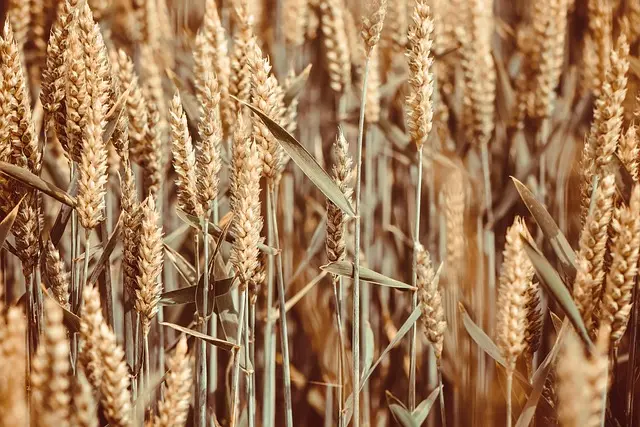 Top 10 des remorques agricoles à connaître pour votre exploitation