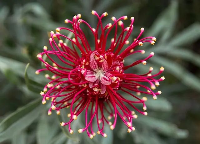 Come Scegliere le Piante per un Giardino Sostenibile