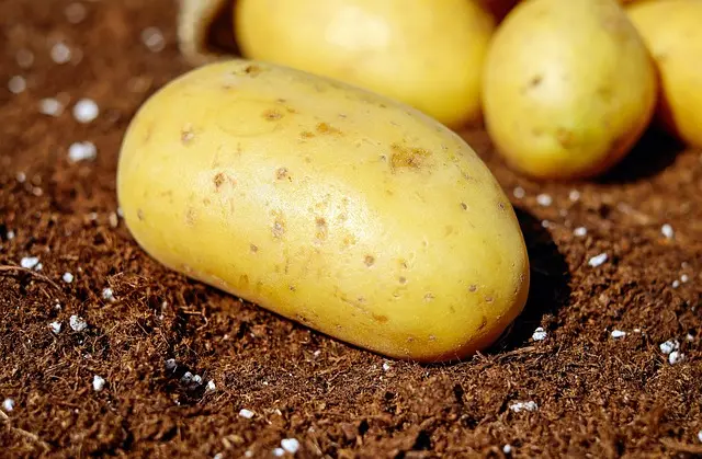 Guide Pratique pour Cultiver des Légumes Écologiques