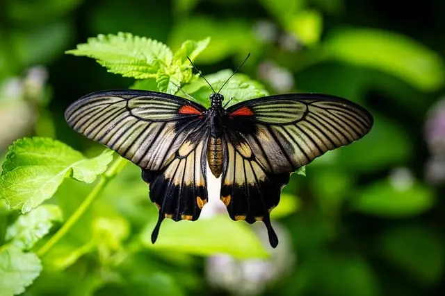 Comment créer un jardin attractif pour les insectes pollinisateurs