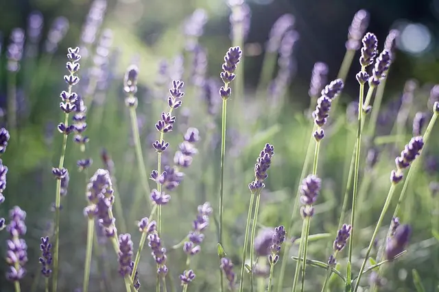 10 plantas aromáticas ideales para tu jardín