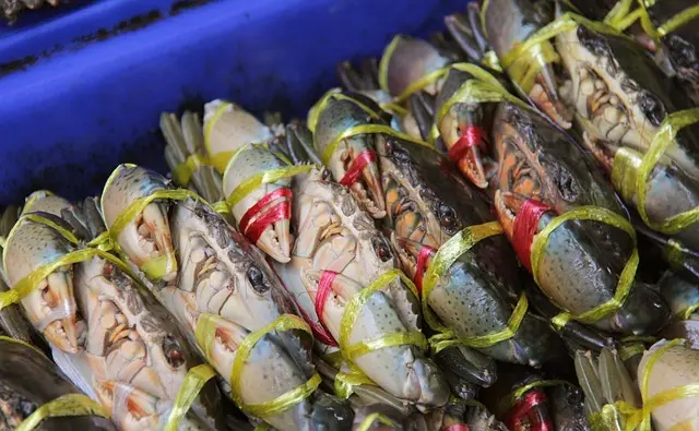 Comment bien conserver vos fruits de mer frais : Guide pratique
