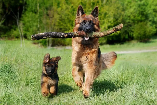 How to Create Enriching Activities for Your Pet's Happiness