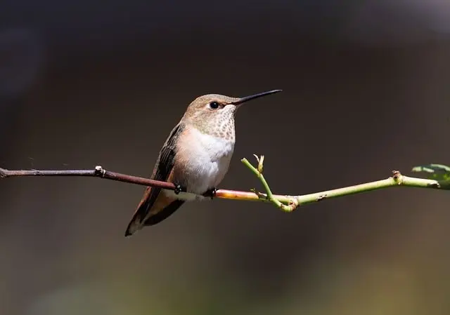 Come Creare Decorazioni Fai da Te per il Giardino
