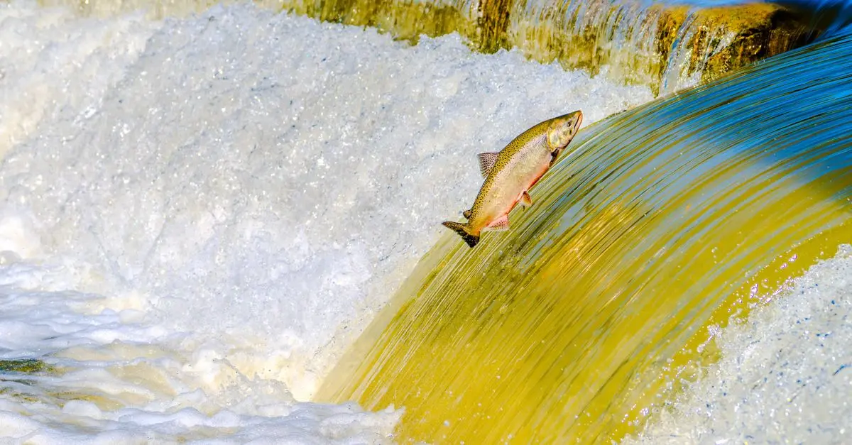 Les comportements captivants des poissons migrateurs