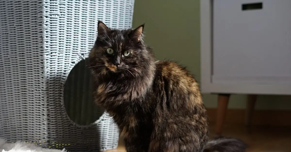 10 Tips for Creating an Enriching Environment for Cats