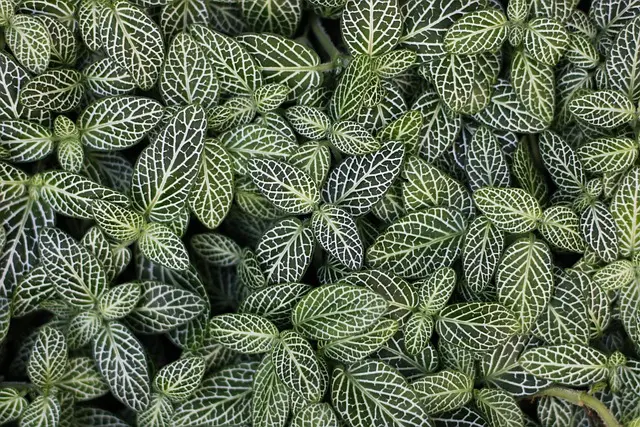 Cómo hacer un jardín vertical: pasos y beneficios