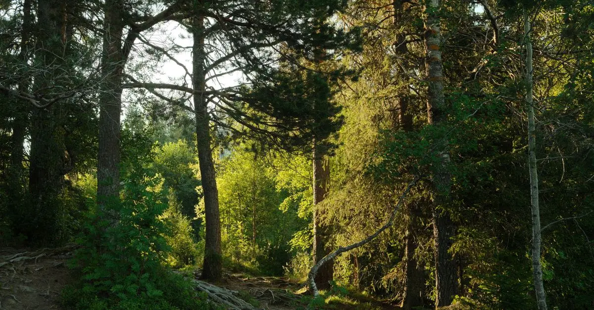 Comment pratiquer la relaxation en pleine nature pour tous