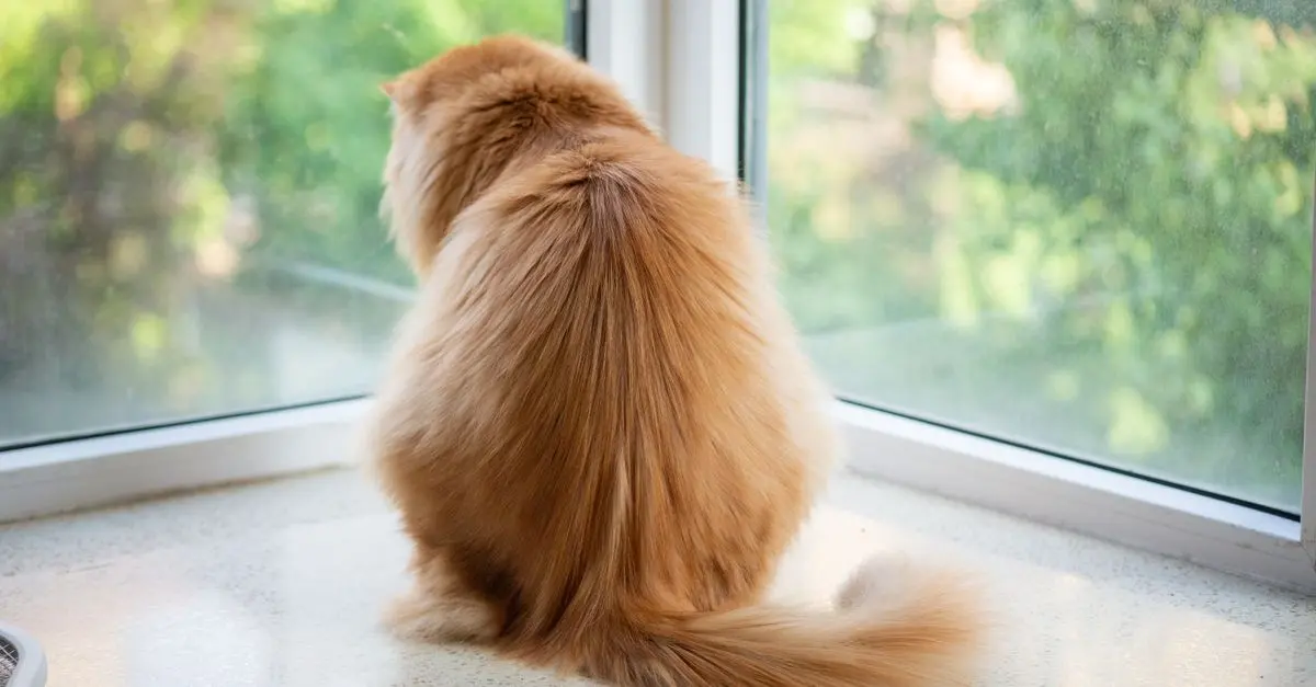10 Essential Tips for Keeping Your Indoor Cat Happy