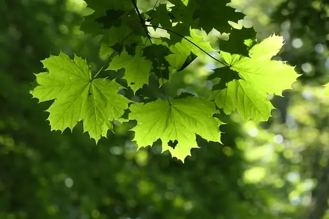 Cómo Incrementar tu Energía Naturalmente con Ejercicios Tips