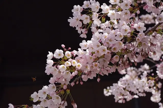 Les plus belles saisons pour visiter les beaux pays