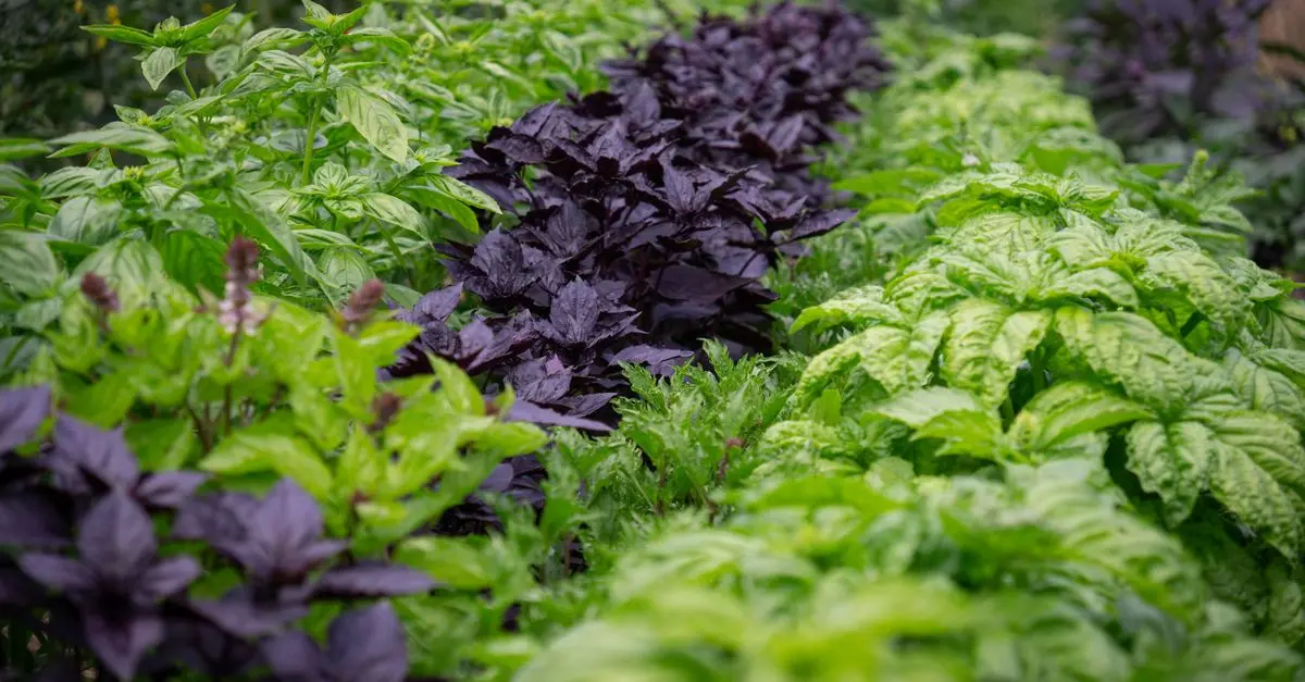 Les Plantes Aromatiques Indispensables Pour Un Jardin Éblouissant