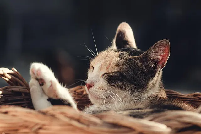 Top 10 Must-Have Accessories for Every Pet Zone