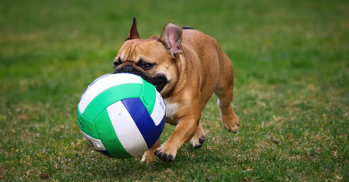 10 Essential Tips for Enriching Your Dog's Life