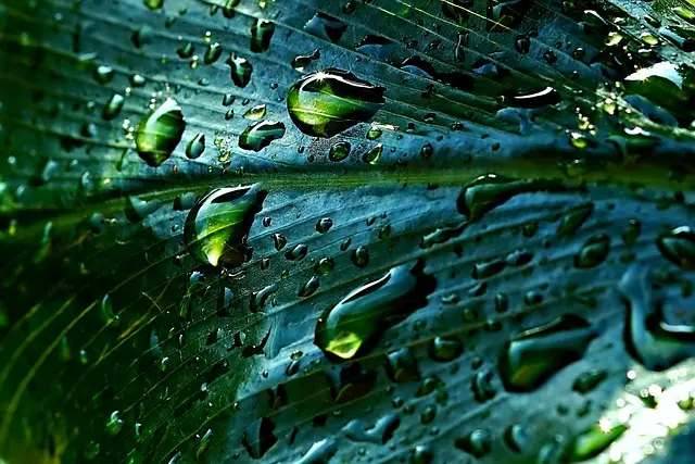Les bienfaits du thé vert dans les soins coréens pour votre peau