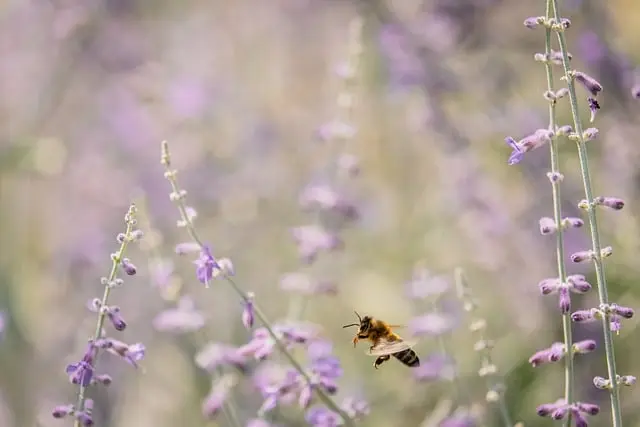 Comment Créer un Jardin Écologique en 5 Étapes Clés